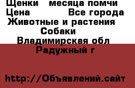 Щенки 4 месяца-помчи › Цена ­ 5 000 - Все города Животные и растения » Собаки   . Владимирская обл.,Радужный г.